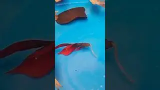 FREE-Live Fish Food Culture 🐟🐟#fish #shorts #livefood