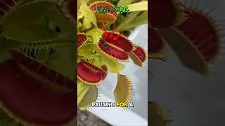 Curious Ant Meets The Venus Flytrap?! #VenusFlytrapFeeding #BugEatingPlant #WhatHappenNext #curious