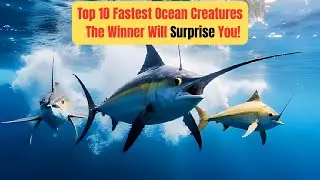 Ocean's Top 10 Speed Champions The | Winner Will surprise You!