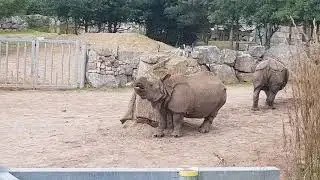 Fota Island Wildlife Park Cork Ireland WILDLIFE PARK