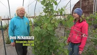 Growing Grapes in a High Tunnel - In the Alaska Garden with Heidi Rader