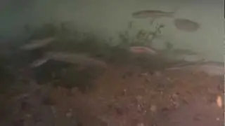 Endemic fish-malabar danio