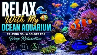 Relax With My Ocean Aquarium 🌊🐠 | Calming Fish & Colors for Deep Relaxation