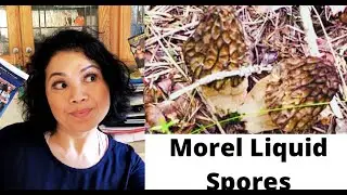 How to make Morel Mushroom liquid spores.