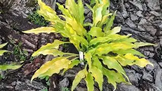 Два красивых сорта  Hawaiian Luau' и ее спорт Golden Hawaiian Luau'#hosta #хоста #сорта #коллекция