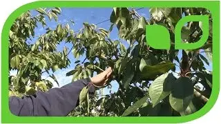 Die Erziehung des diagonalen Kirschbaums Teil 2