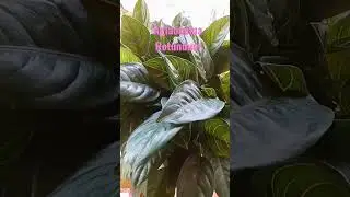 Beautiful Aglaonema Rotundum #shorts #short #plantlovers #plantlover