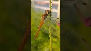 dragonfly basking behaviour #insectreels #urbanbiodiversity #BRDS @zindagiwithleeladharsuman1980