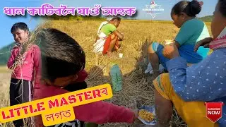 Rice Cutting || Dhanani Pothar || Rice Farming || Ranus Creator || Vlog ||
