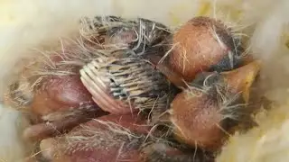 النقطة السوداء عند فراخ الحسون والكناري كيف سوف أتعامل معها في المستقبل