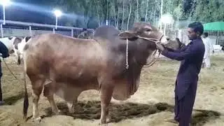 Shah cattle fram 2019