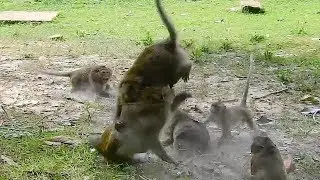 What's happened when Amri monkey troop meet Amber monkey troop? | Amri troop vs. Amber monkey  troop