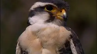 The Aplomado Falcon, struggle for survival
