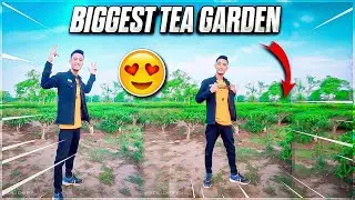 BIGGEST TEA GARDEN IN ASSAM 🤯