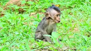 Pity Baby Lori crying request mom Amari care But Mom Leave not care Baby Lori,