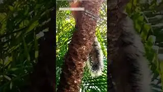 Book Now discount code Joss5 #tour #family #animals #wildlife #squirrel #costarica #shortvideo #fyp