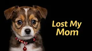 A Puppy Lost His Mother | Heart Touching Dog Story