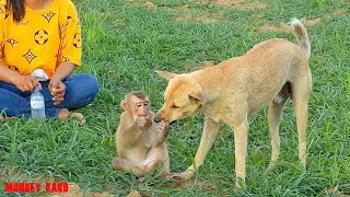 Monkey Kako Take Chocolate Cake From MoMo Mouth At Green Field