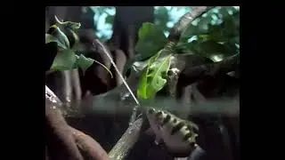 The archerfish has an adaptation that enables it to shoot and catch insect prey