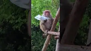 на нас напали #обезьяна #обезьяны #monkey #monkeys #animals #nature #animallover #attack #vietnam