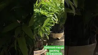 Today packing katimoni mango by Everfit Agro Farm #9734020436 #mangovarieties #mangos #mangofruit