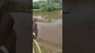 #snake #rescue #snakevideo #snkl