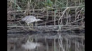 Roerdomp in het Vondelpark