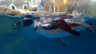 Manila Ocean Park | Trails to Antarctica