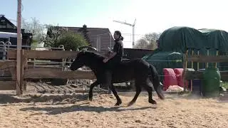 Showisi-Viergang, reiten ohne alles