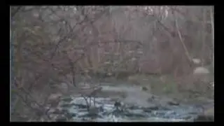 NATURE - TWIN LAKES PRESERVE - Long Island - Wantagh, NY