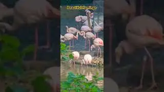 flamingo #music #newmusic #lyrics #song #spotify #makemefamous #follow #funnyvideos #development