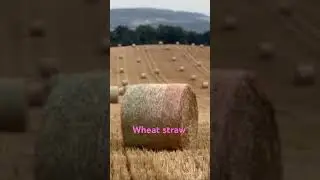#wheat straw #rolls #wheat #czech