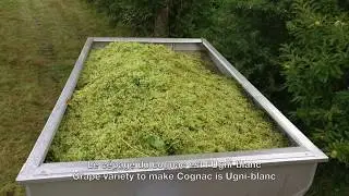 Giboin Cognac - Harvest / Vendanges 2017