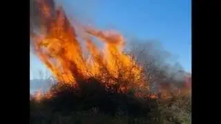 Natural fires in the delta of the Ili river