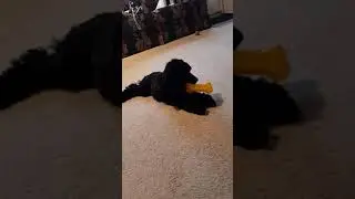 SDiT Poodle Puppy Chomps