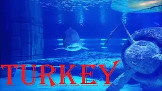 Sharks, Stingrays and Downed Flier. Travel in Turkey
