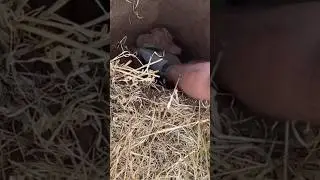 Одна из моих самых замечательных находок! Ей более 3000 лет!
