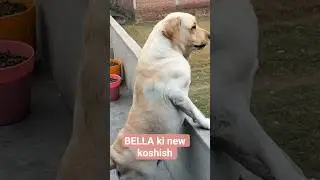 Aaj Bella kya karegi #labrador #petslifewithgs #youtubeshorts #dog #shorts #cute #funny #love