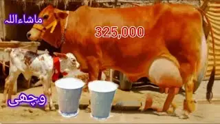 January 5 2026 #03281641956# sahiwal jersey cross cow for sale