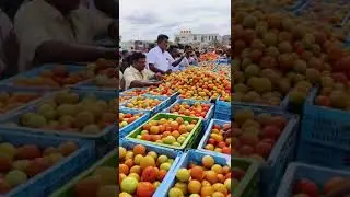 Bagepalli APMC Tomato Market KNS Traders Tomato Rate is 🔥 420 🔥        18/08/2023