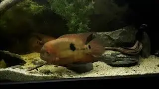 Hypselecara temporalis