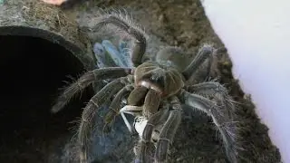 Tarantula species compilation part 1 - feeding, hunting, handling, killing,... [Inferion7]