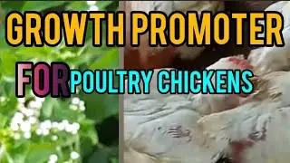 Bush Button Plant Juice: The Hidden Organic Formula for Faster Poultry Growth &  Immunity Boost