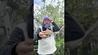Picking Apple fruits.Taranaki, New Zealand.MSlade@MSlade2149 .#gardeninglife# #applelovers#