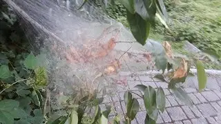Is this the work of spiders