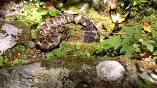 Citico Creek Wilderness Rattlesnake #3
