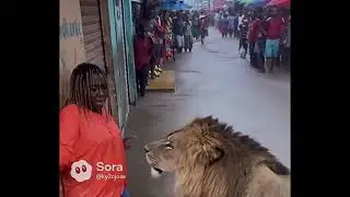 Jamaica hurricane Lion attacks Ai Video or Real