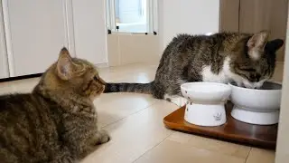 Our house is busy with lots of kittens, but the grandparents' cat is calm!