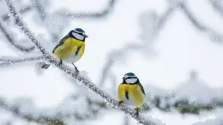 Beautiful Winter Birds in the Snow with Healing Relaxation Music | 4K Winter Birds Ambience