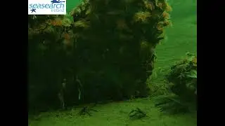 Jumping crab